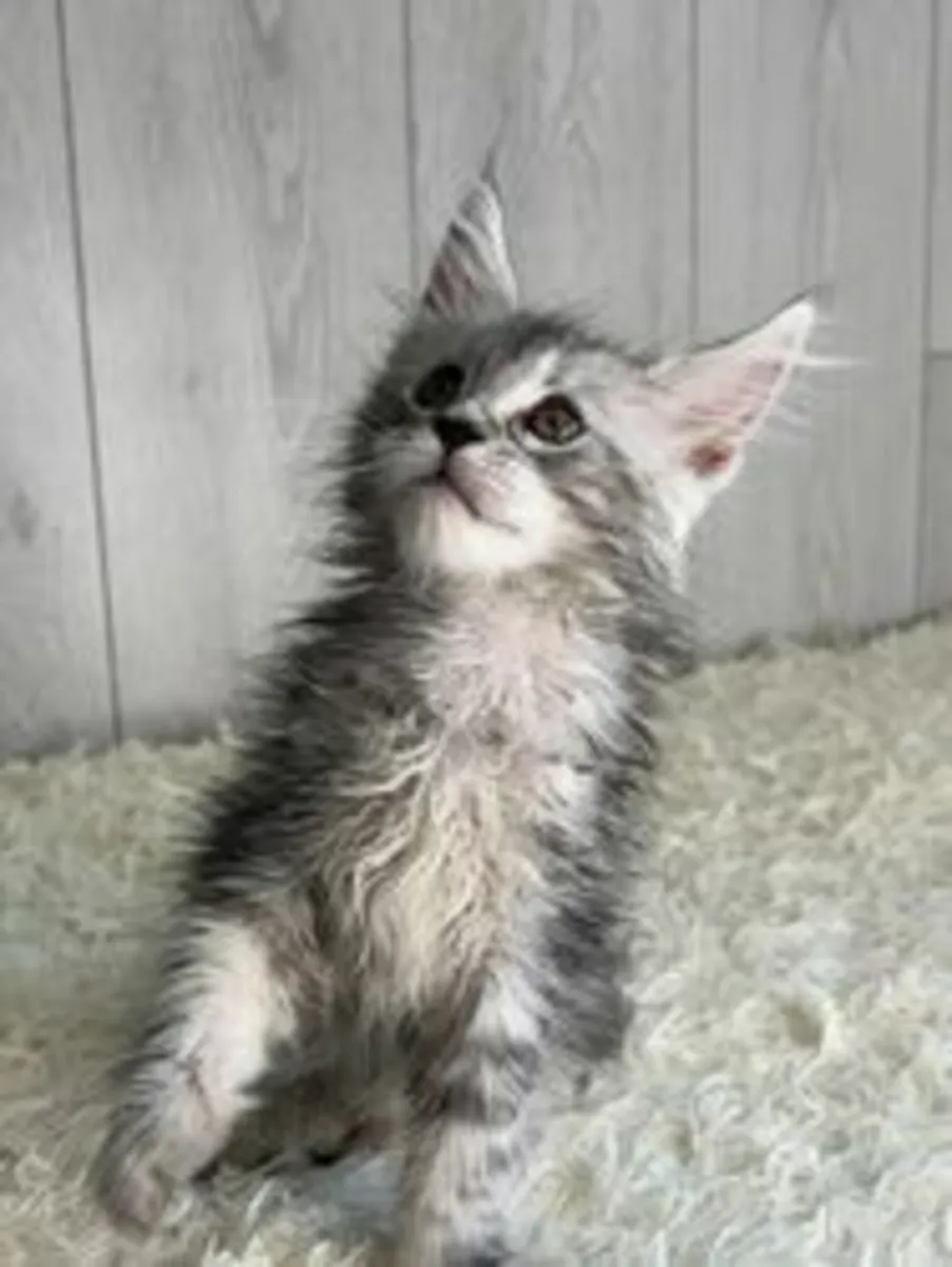 Chatons Maine Coon