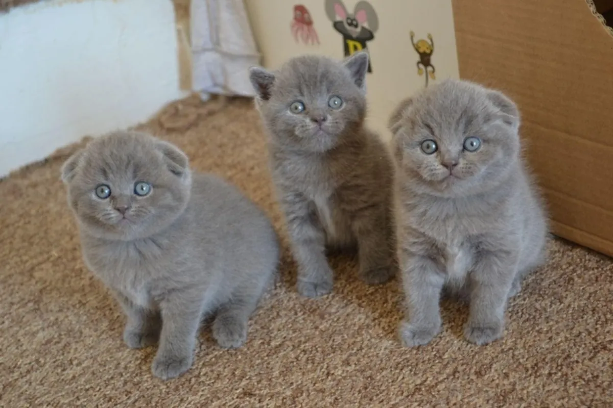 Magnifiques chatons Scottish Fold