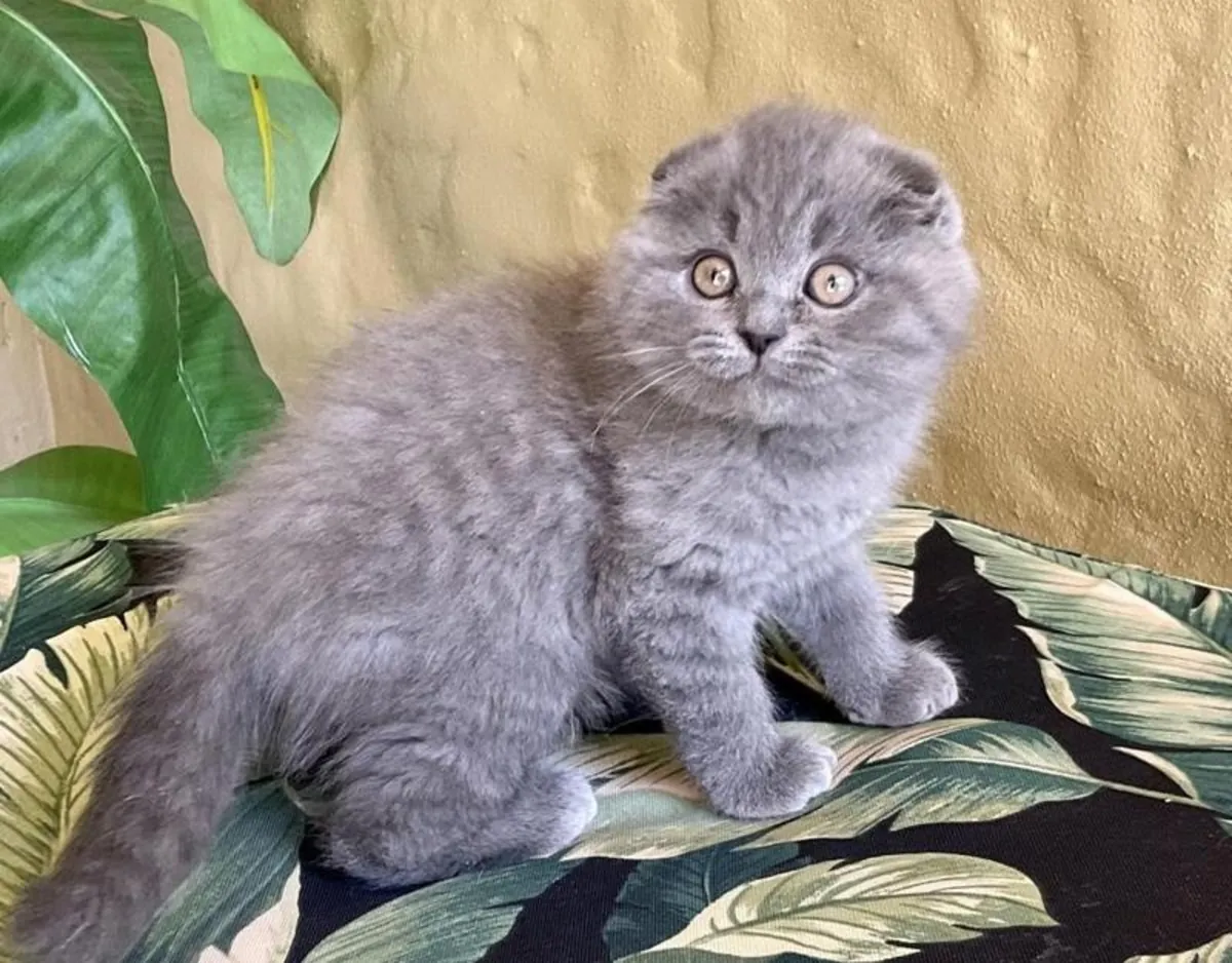 Magnifiques chatons Scottish Fold
