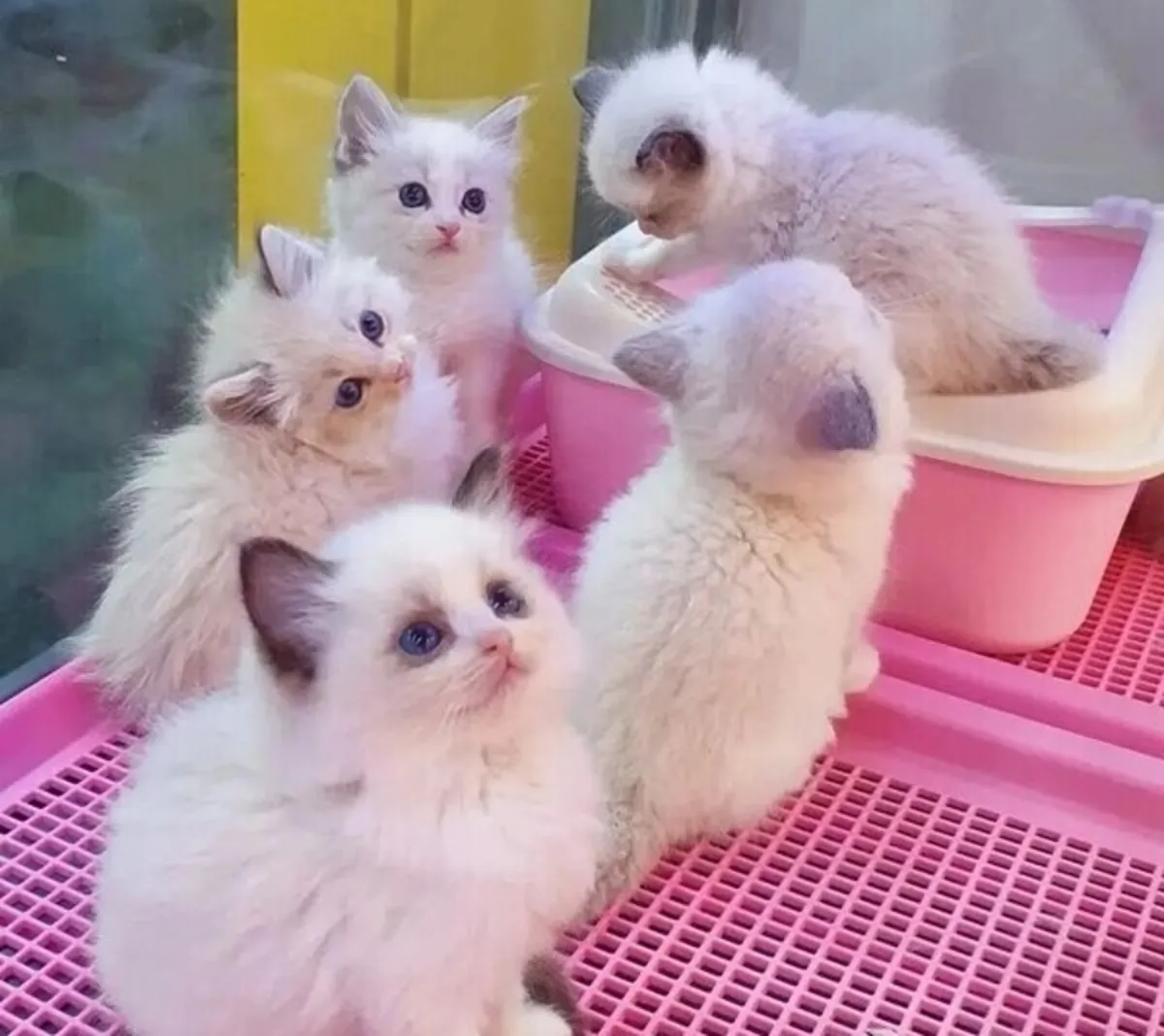 Magnifique chaton Ragdoll