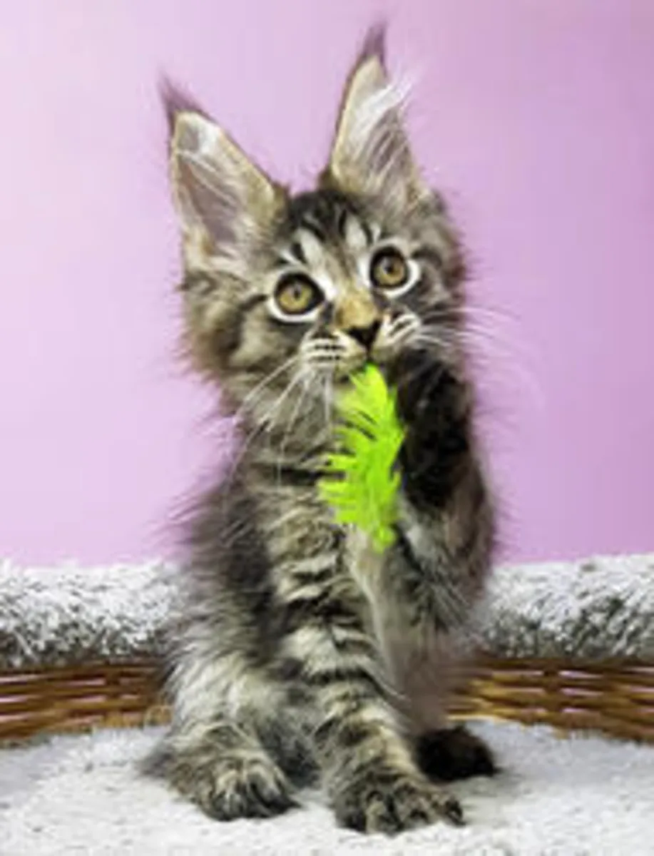 Chatons Maine Coon de race pure