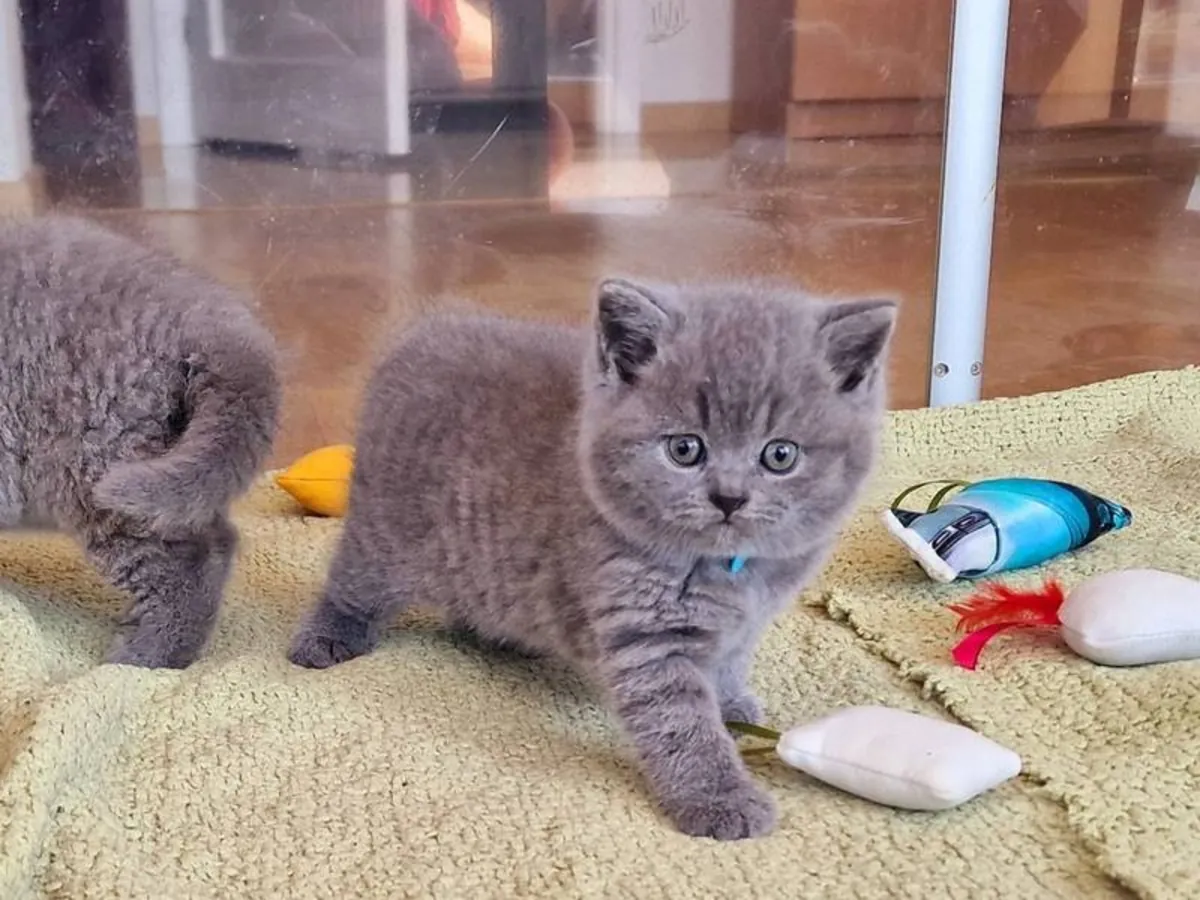 Chatons British Shorthair