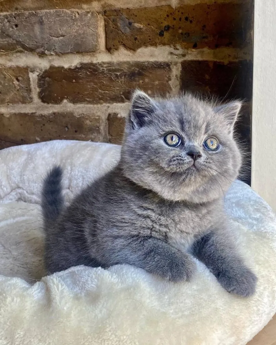 Chatons British Shorthair