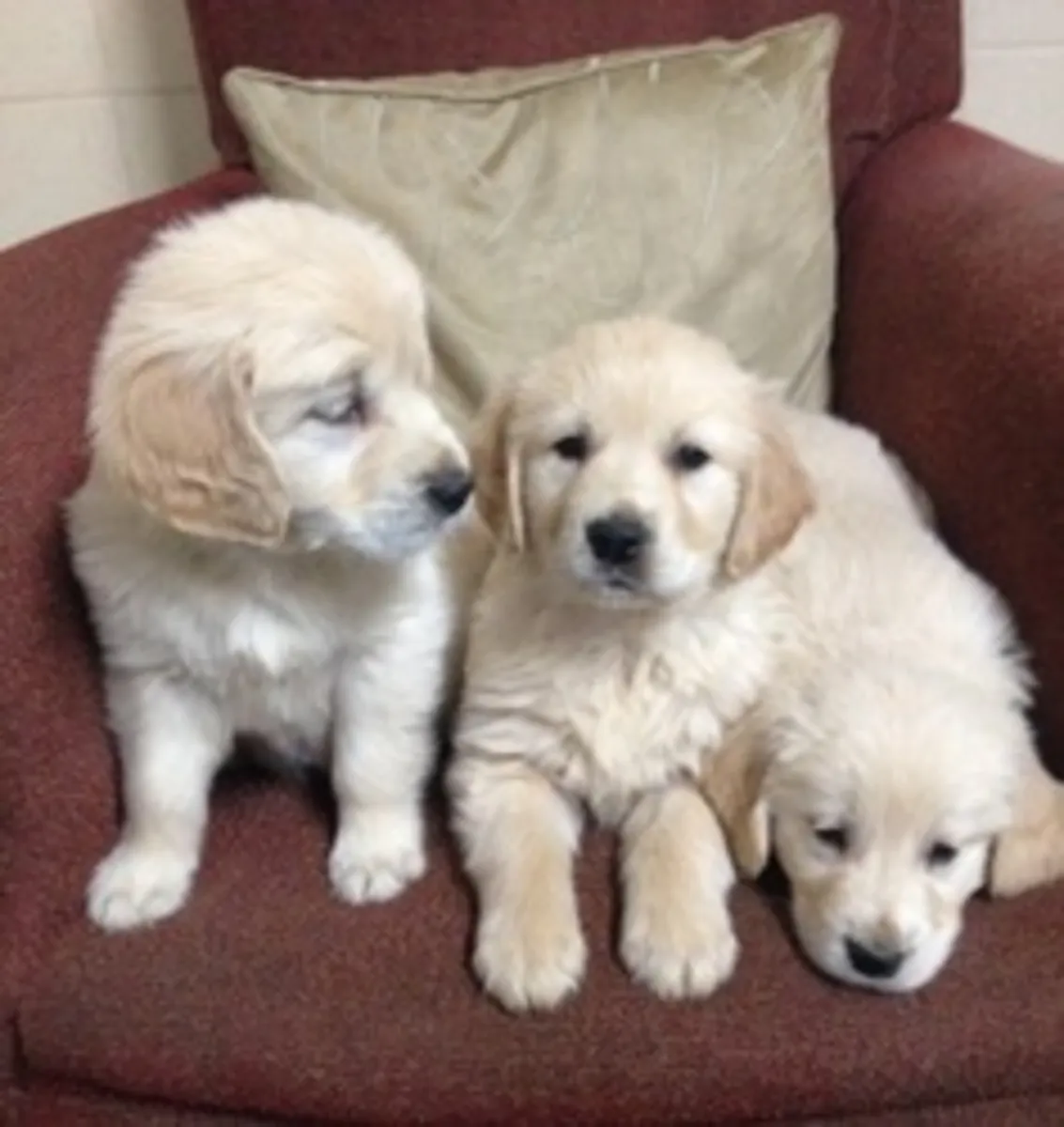 Adorable chiot Golden Retriever disponible
