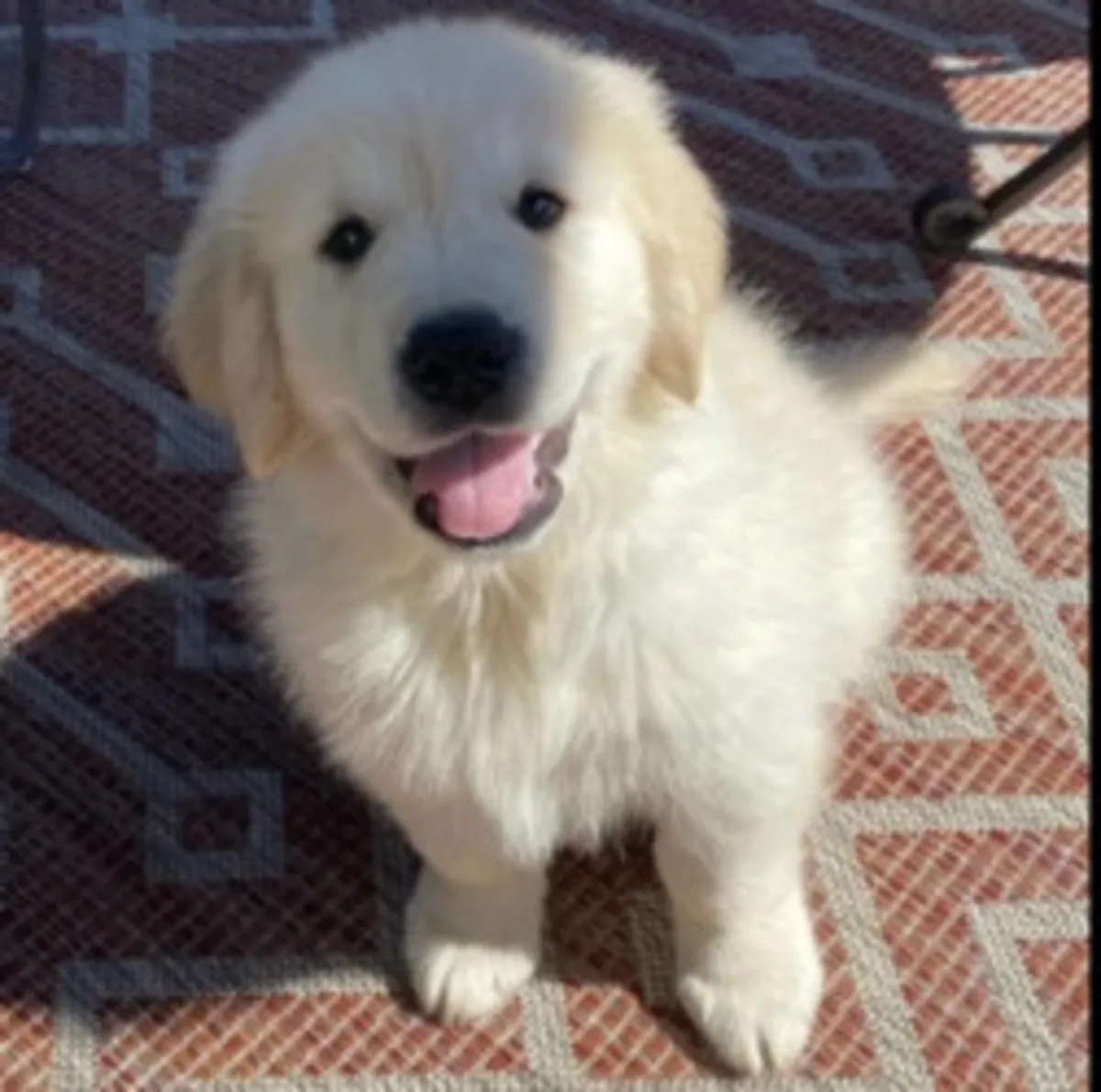Adorable chiot Golden Retriever disponible
