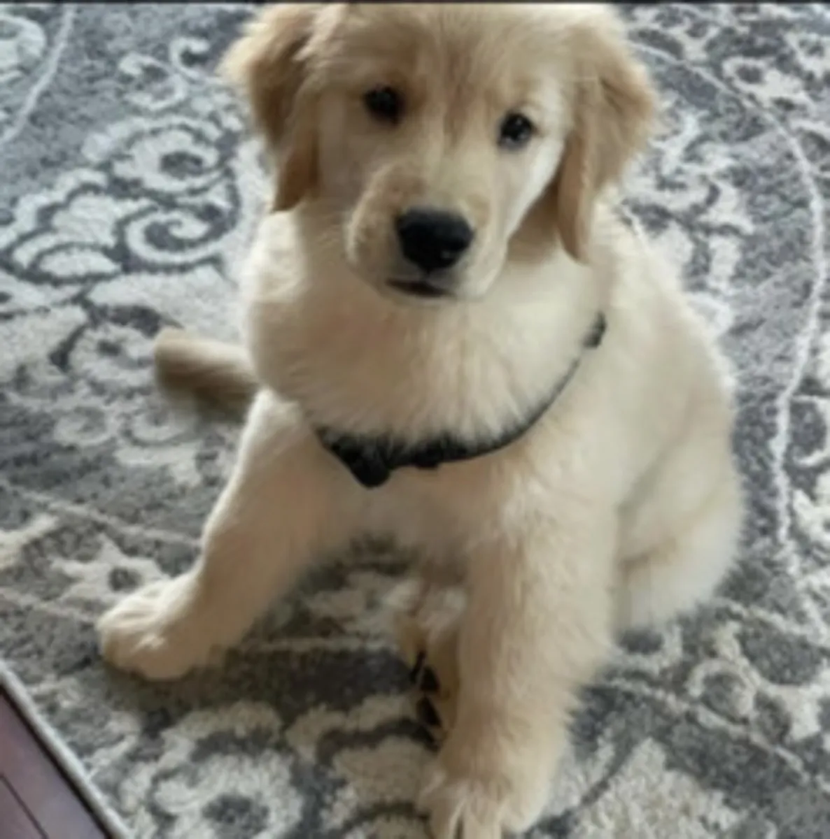 Adorable chiot Golden Retriever disponible