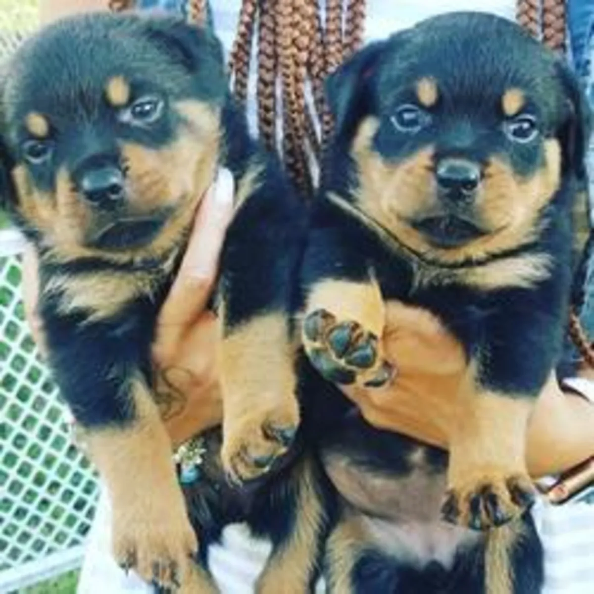 Precious Rottweiler puppies 