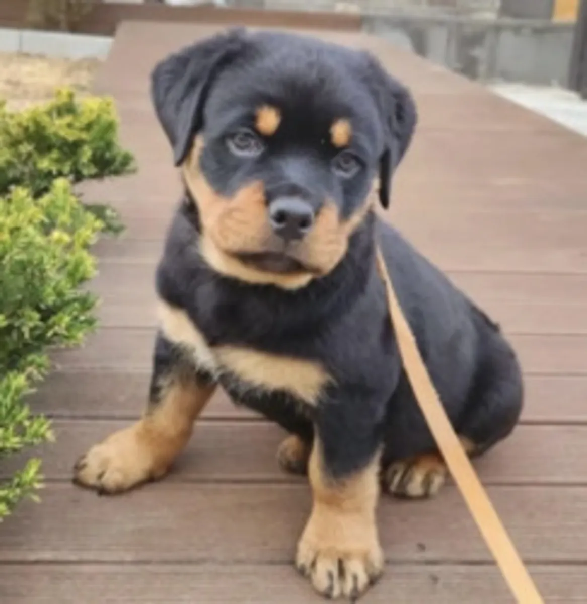 Precious Rottweiler puppies 