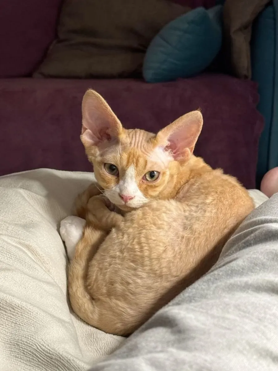 Oregon Rex à adopter | Chat calme et affectueux