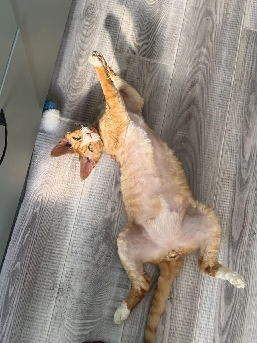 Oregon Rex à adopter | Chat calme et affectueux