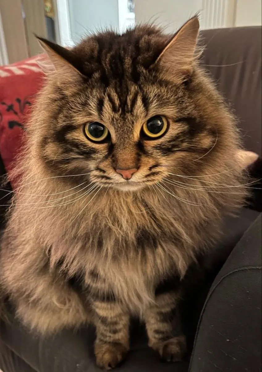 待领养的 Pixie-bob | 外表狂野，内心温柔