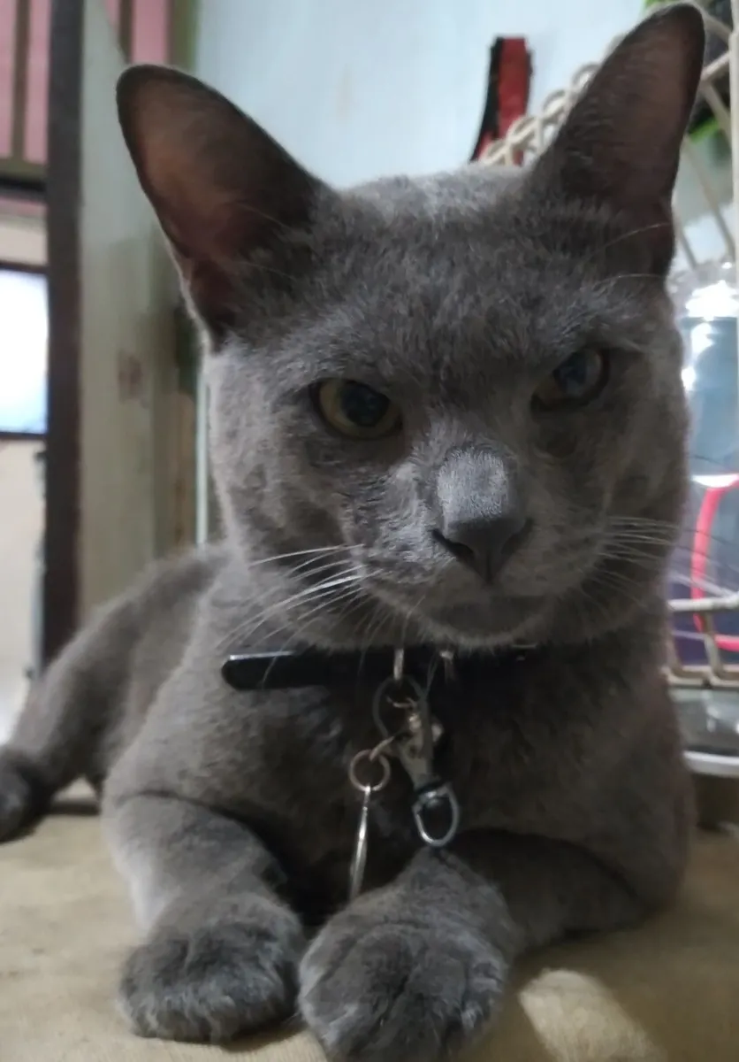 Chat Raas à adopter | Race naturelle et robuste