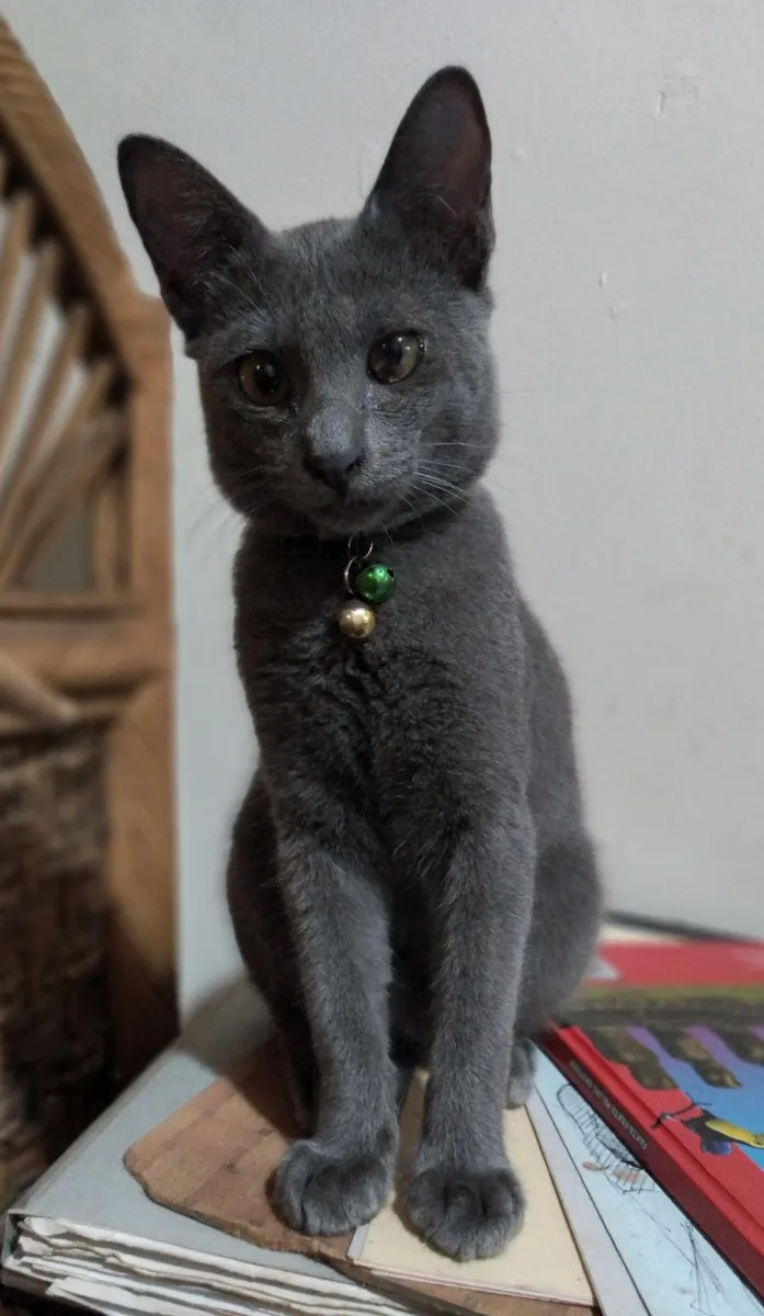 待领养的拉阿斯猫 | 自然强壮的品种