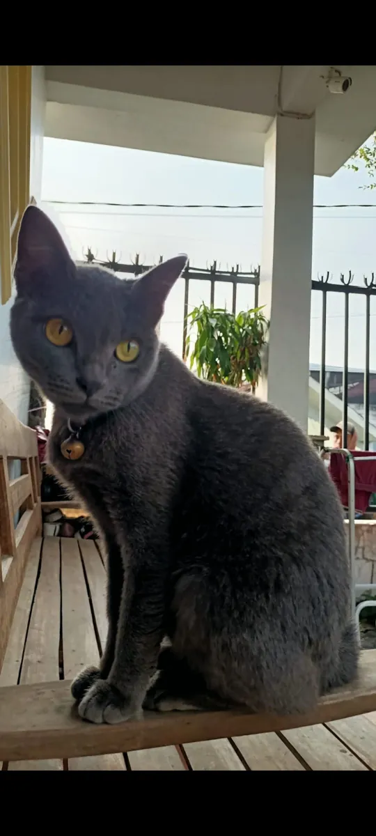 Chat Raas à adopter | Race naturelle et robuste