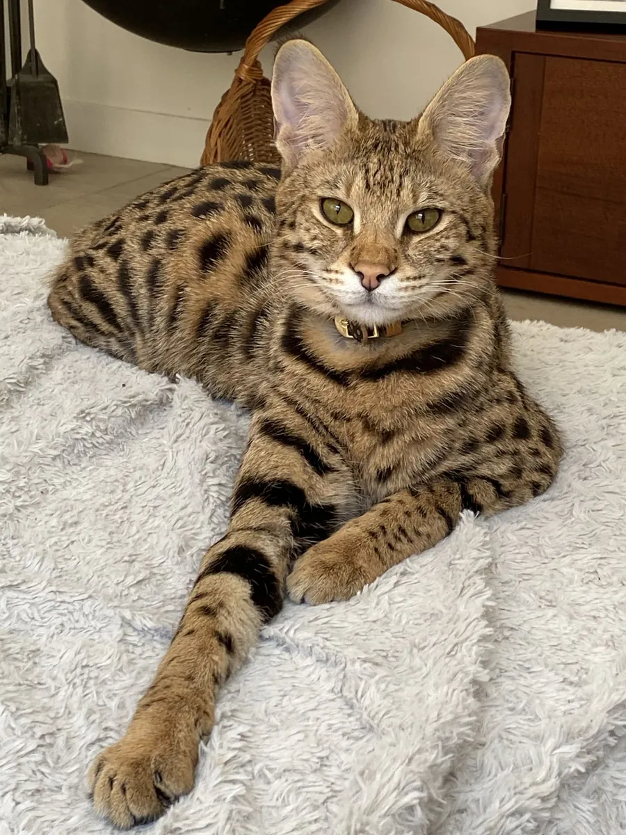 塞伦盖蒂可供领养 | 活泼友善