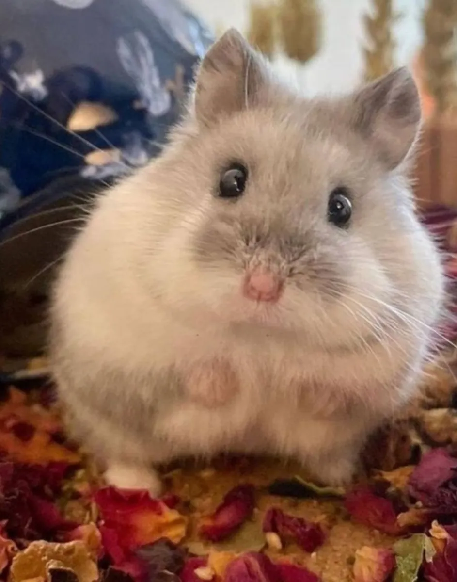 Hamster nain à adopter | Petit et sociable