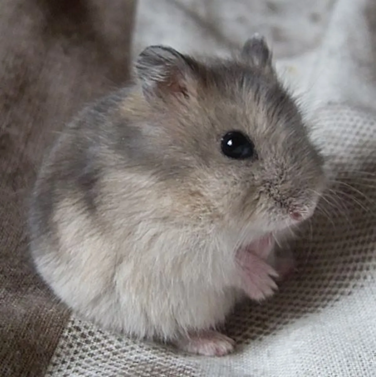 Hamster nain à adopter | Petit et sociable