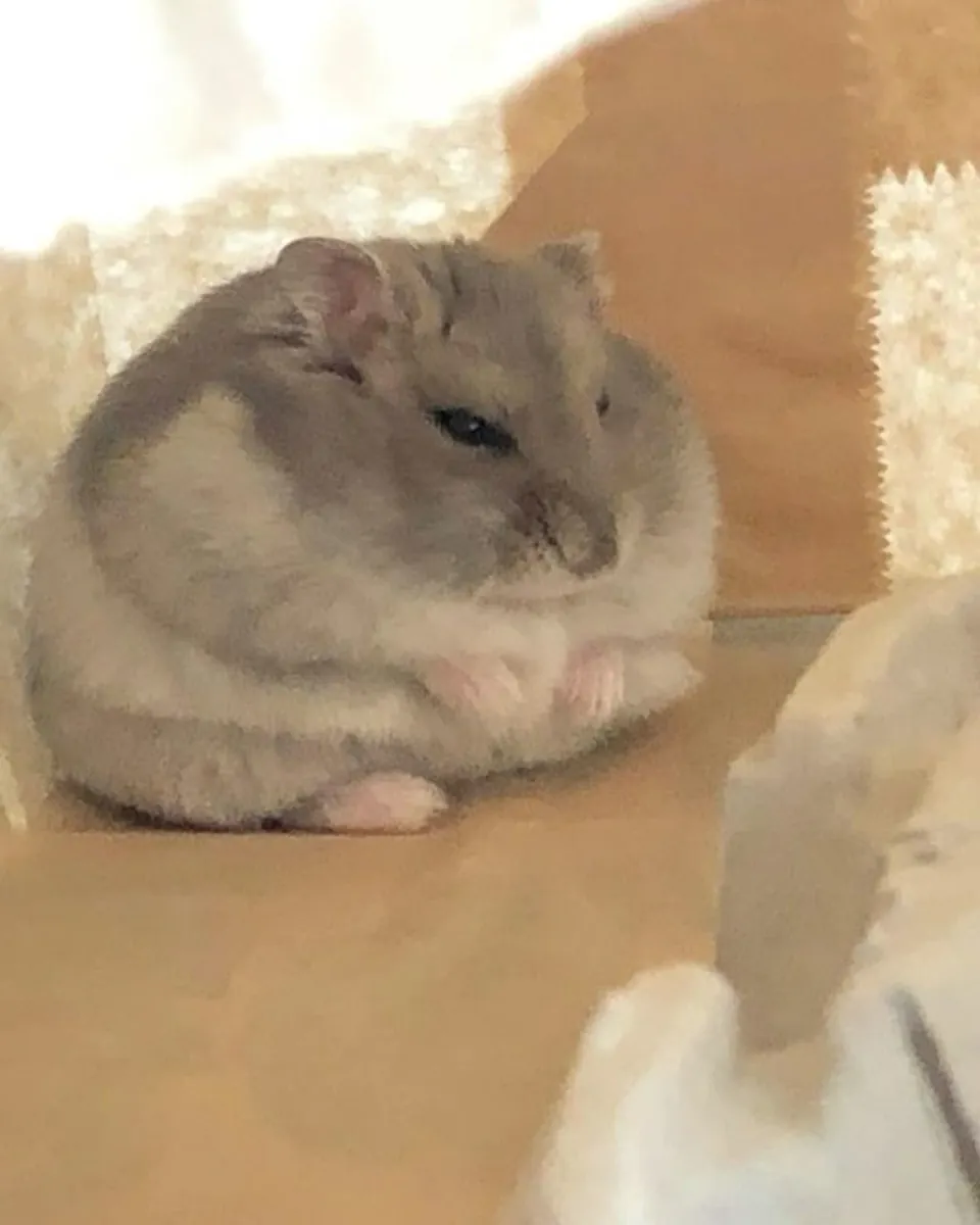 Hamster nain à adopter | Petit et sociable