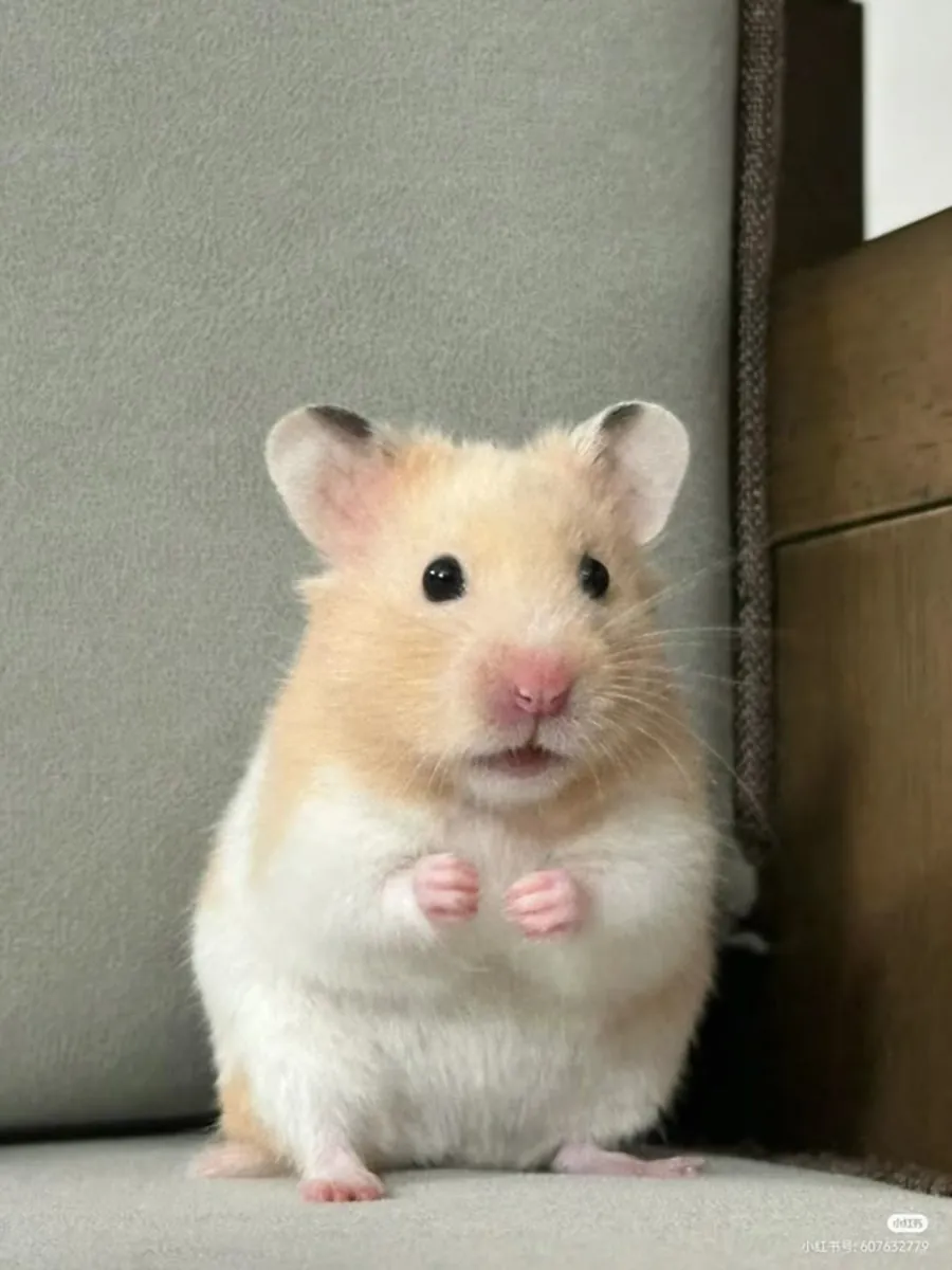 Hámster Coreano en Adopción | Tranquilo y Limpio