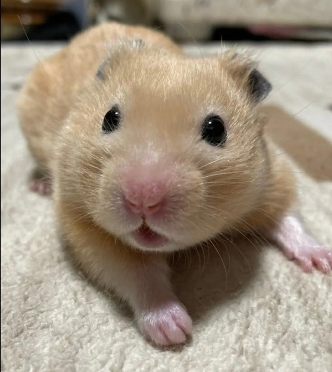 Hámster Coreano en Adopción | Tranquilo y Limpio