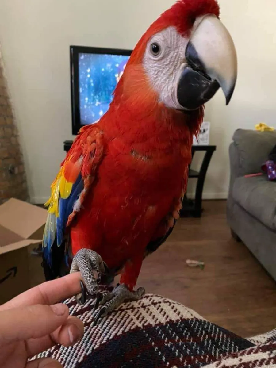 Sahiplenmeye Hazır Kırmızı Papağan | Egzotik Kuş
