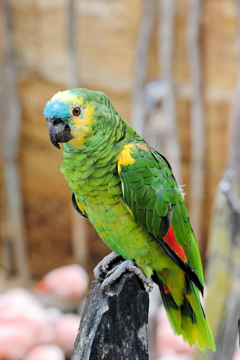 Sahiplenmeye Hazır Amazon Papağanı | Sosyal ve Zeki