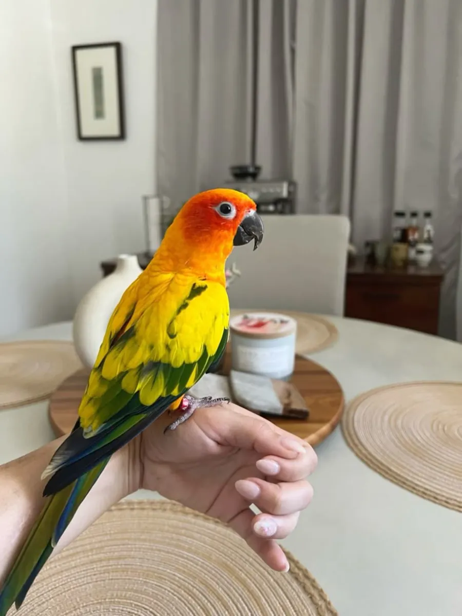 Conure à l’Adoption | Énergique et Affectueuse