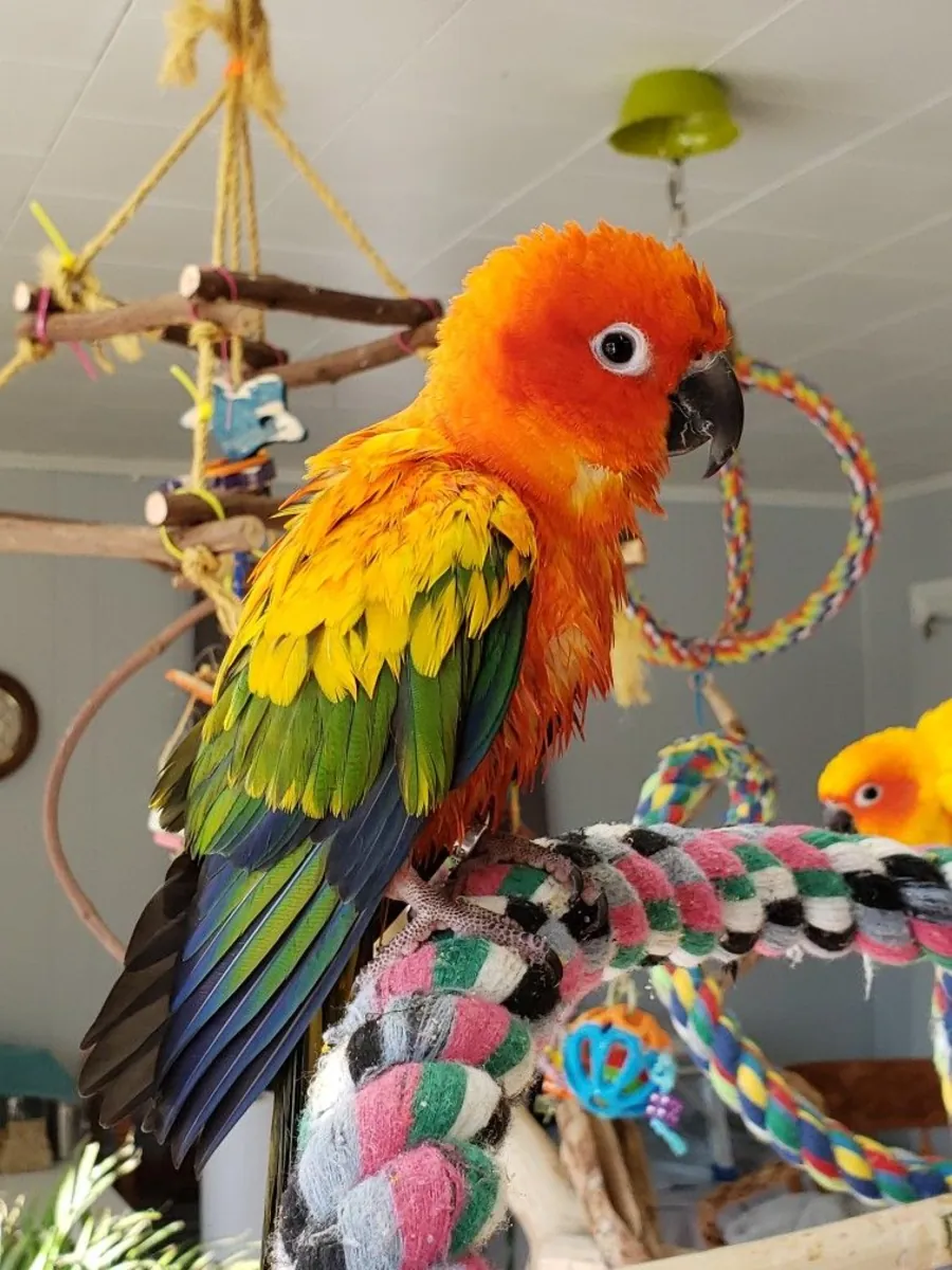 Conure à l’Adoption | Énergique et Affectueuse