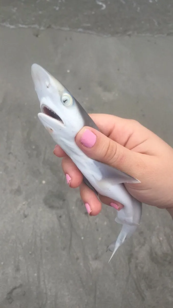 Poisson Requin d’Aquarium à l’Adoption
