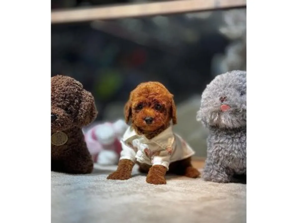 ŞAMPİYON POODLE YAVRUSU