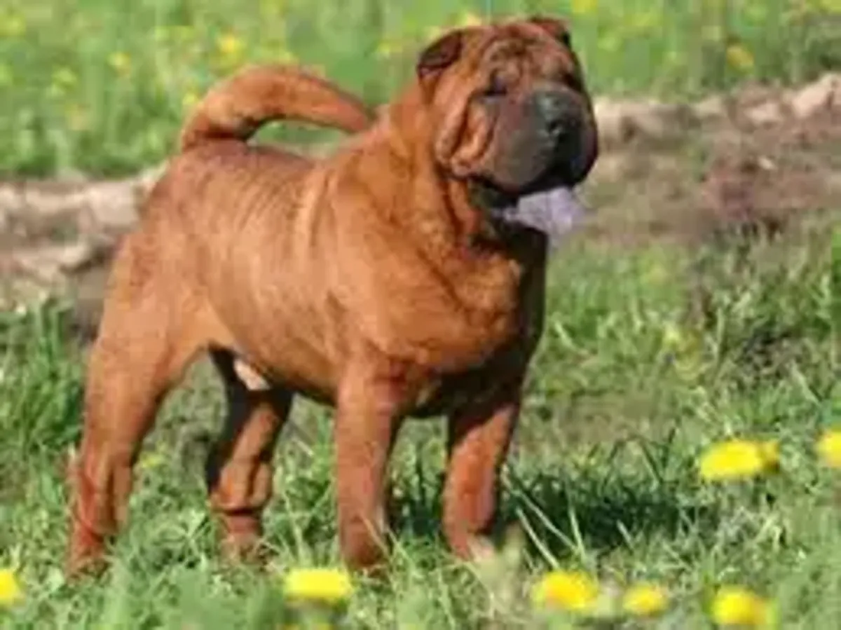Anyone can adopt my shar pei dog
