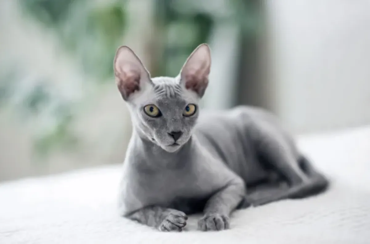 El mejor gato para adoptar