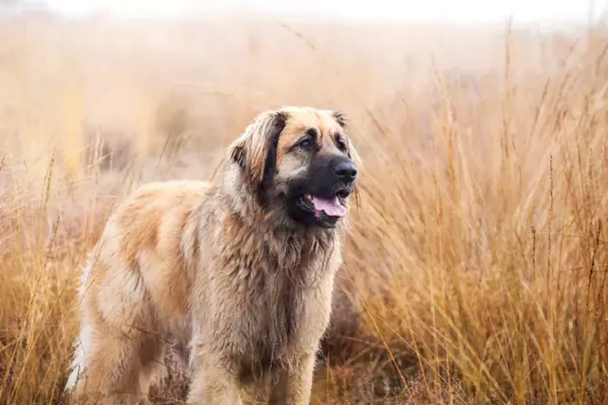 Adopción de cachorros de raza pura Leonberger