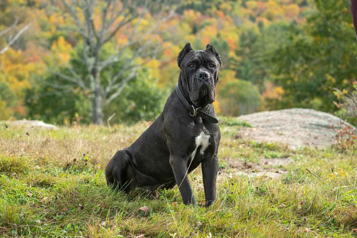 Güçlü ve Asil Cane Corso