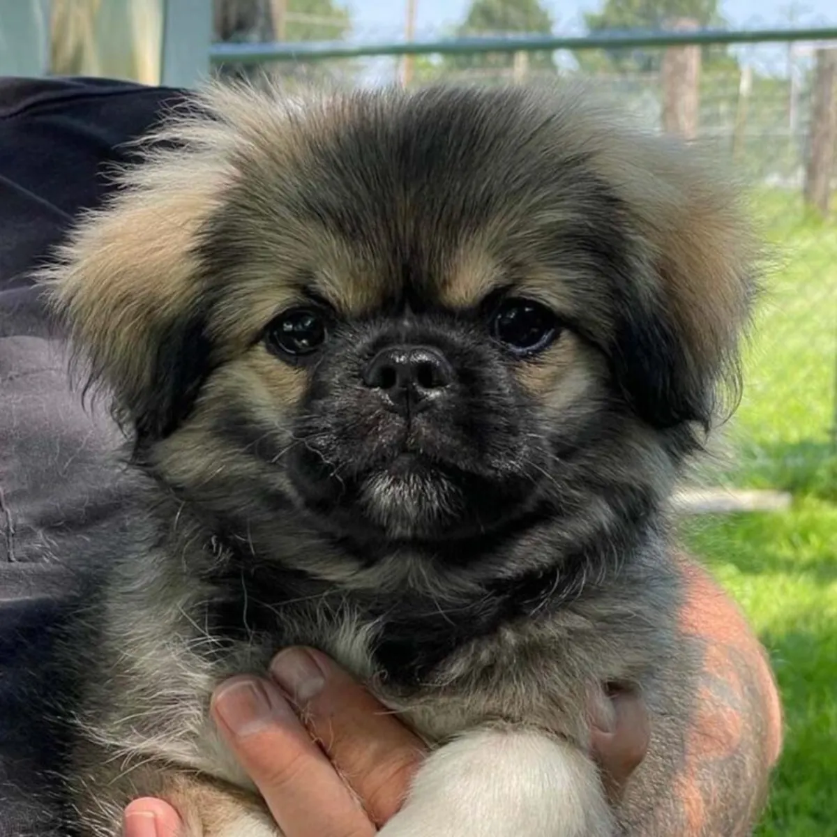 Lovely Tibetan Spaniel for Adoption