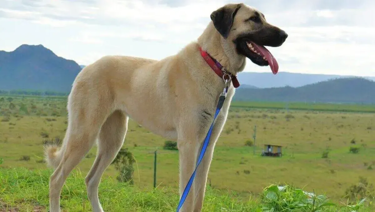 Purebred Anatolian Shepherd Dog