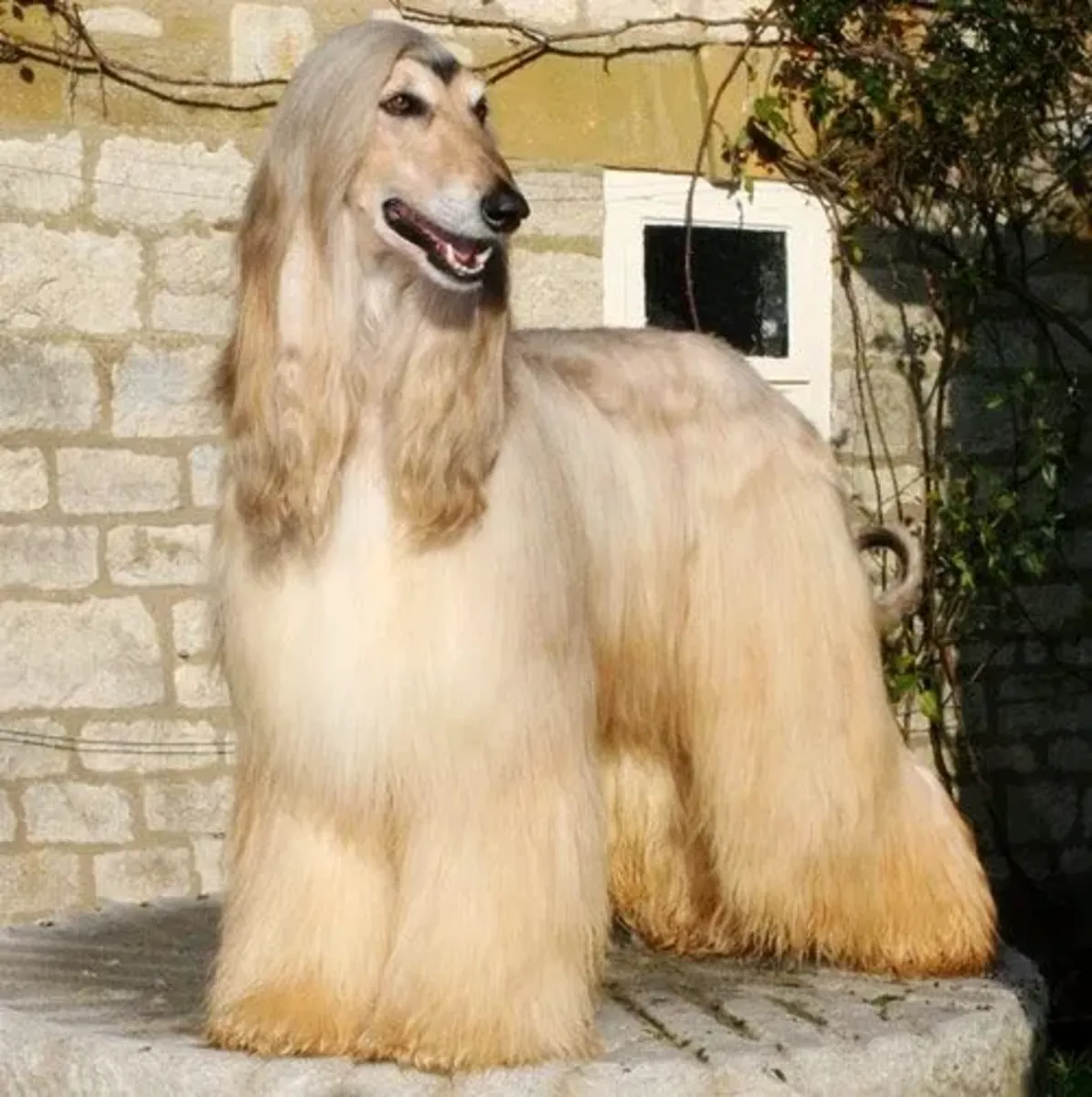 Elegant Afghan Hound Adoption