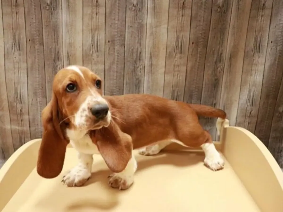 Cute Basset Hound Adoption