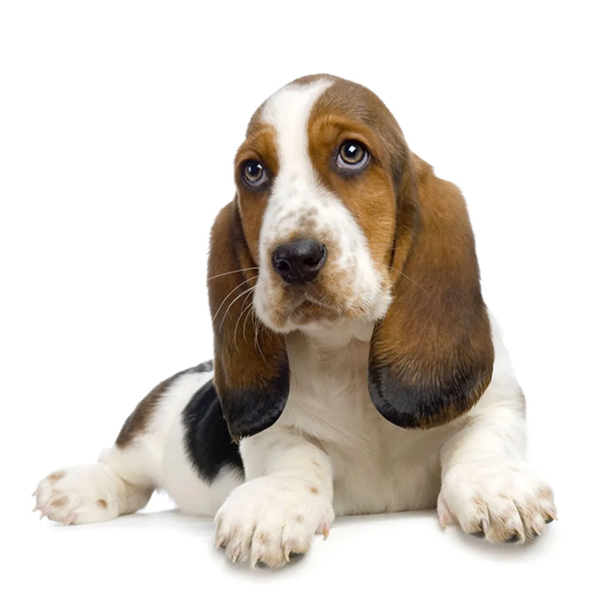 Cute Basset Hound Adoption