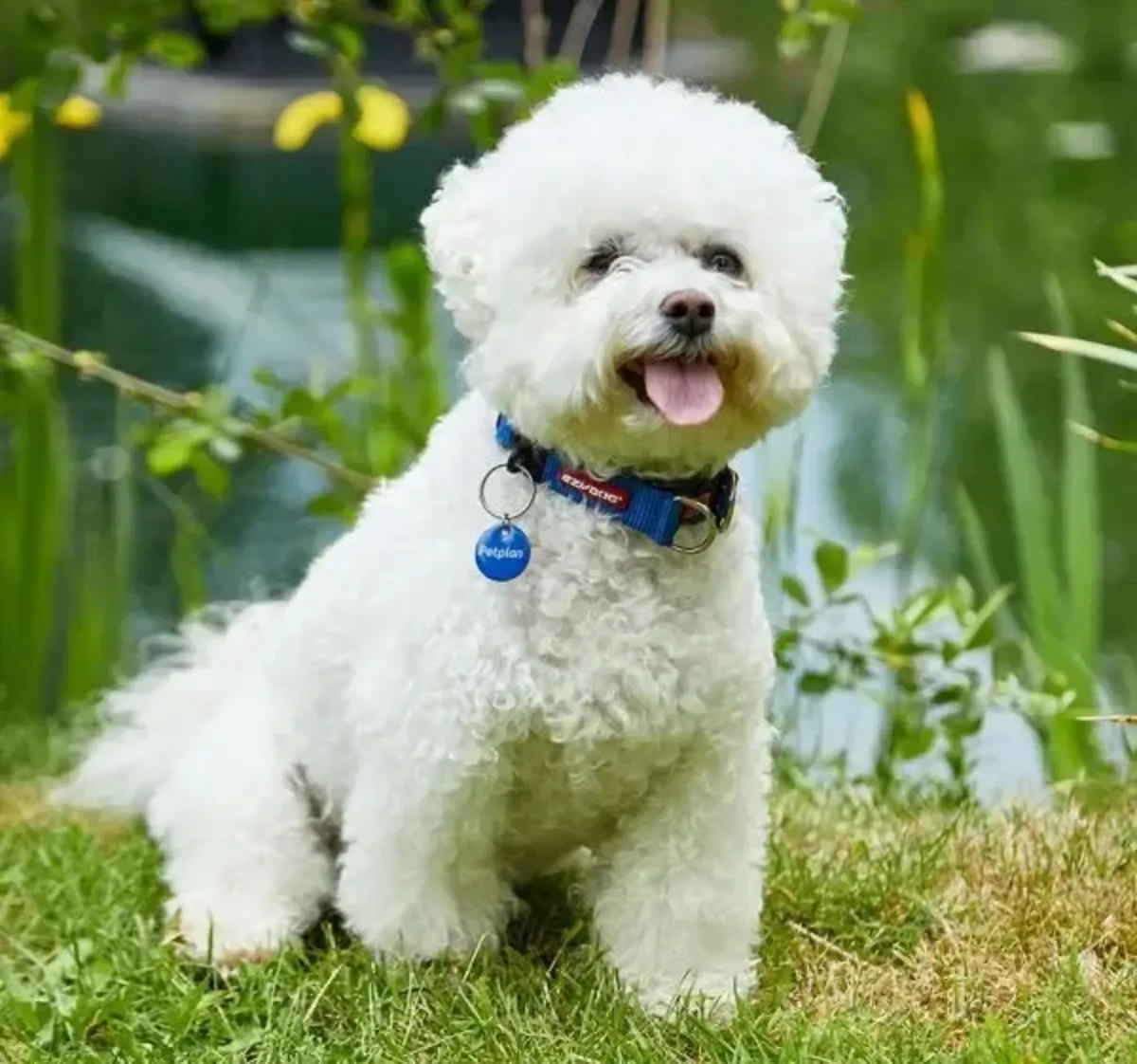 Bonne adoption d'un Bichon Frisé
