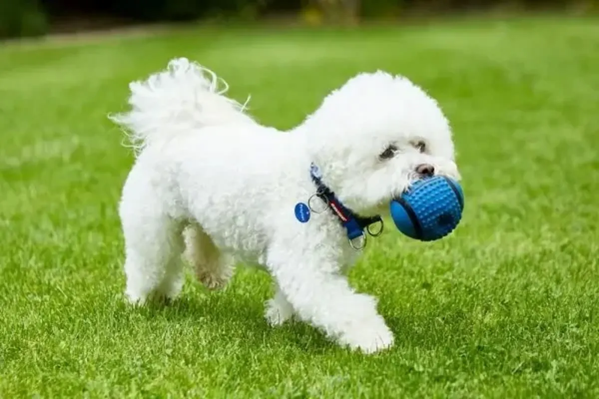 Bonne adoption d'un Bichon Frisé