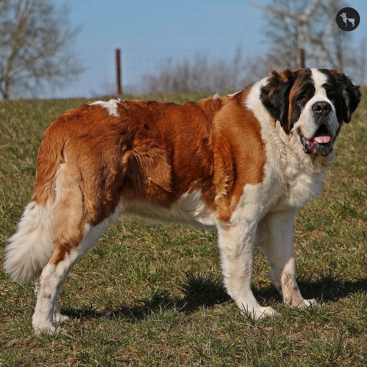 Affectionate Saint Bernard Adoption