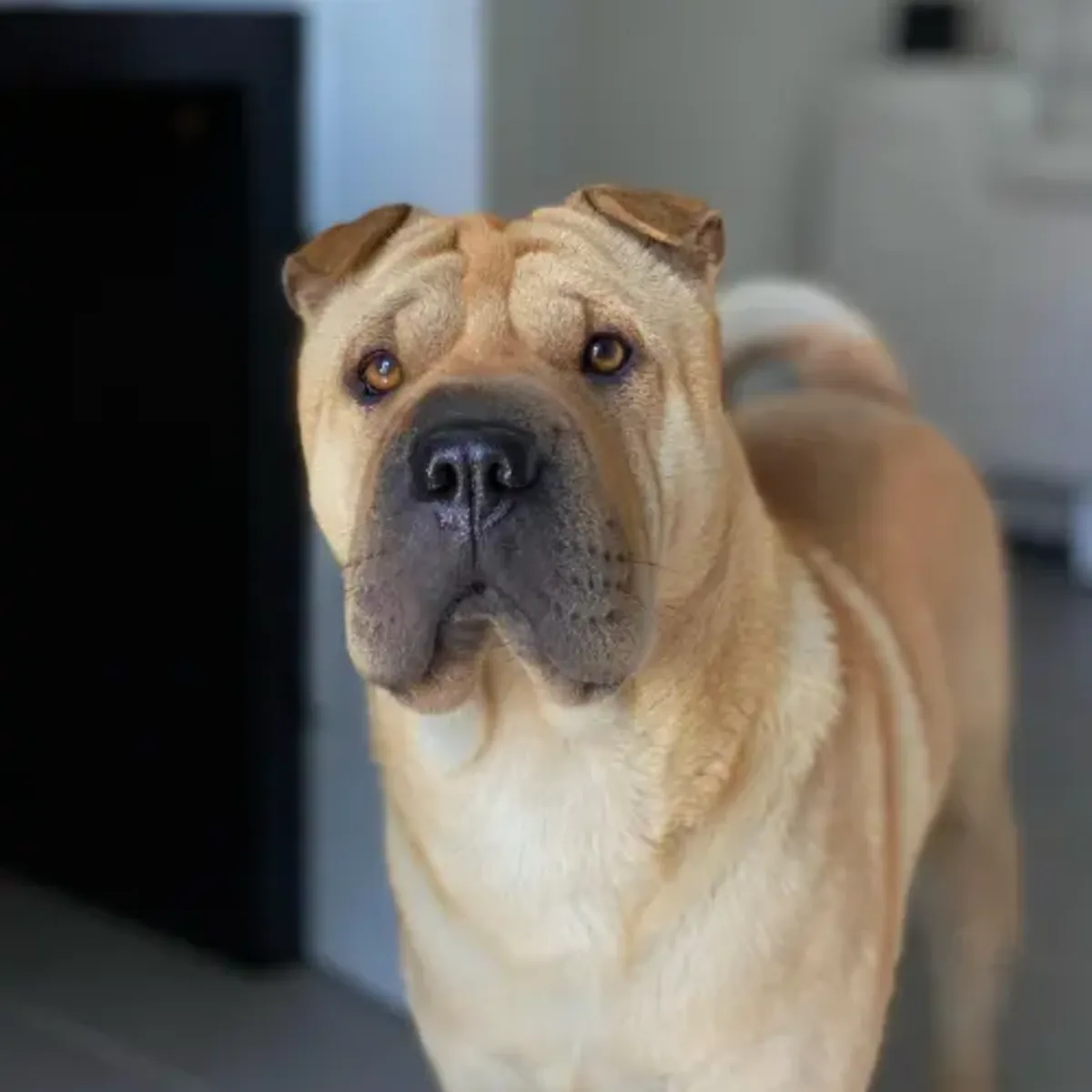 Первоначальный усыновление шарпея