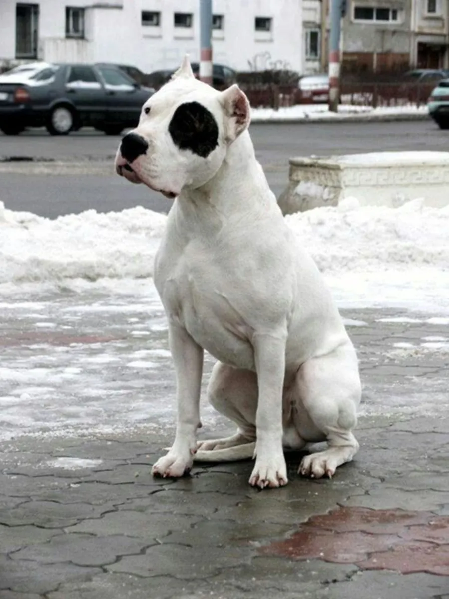 走失的阿根廷杜高犬——请帮忙