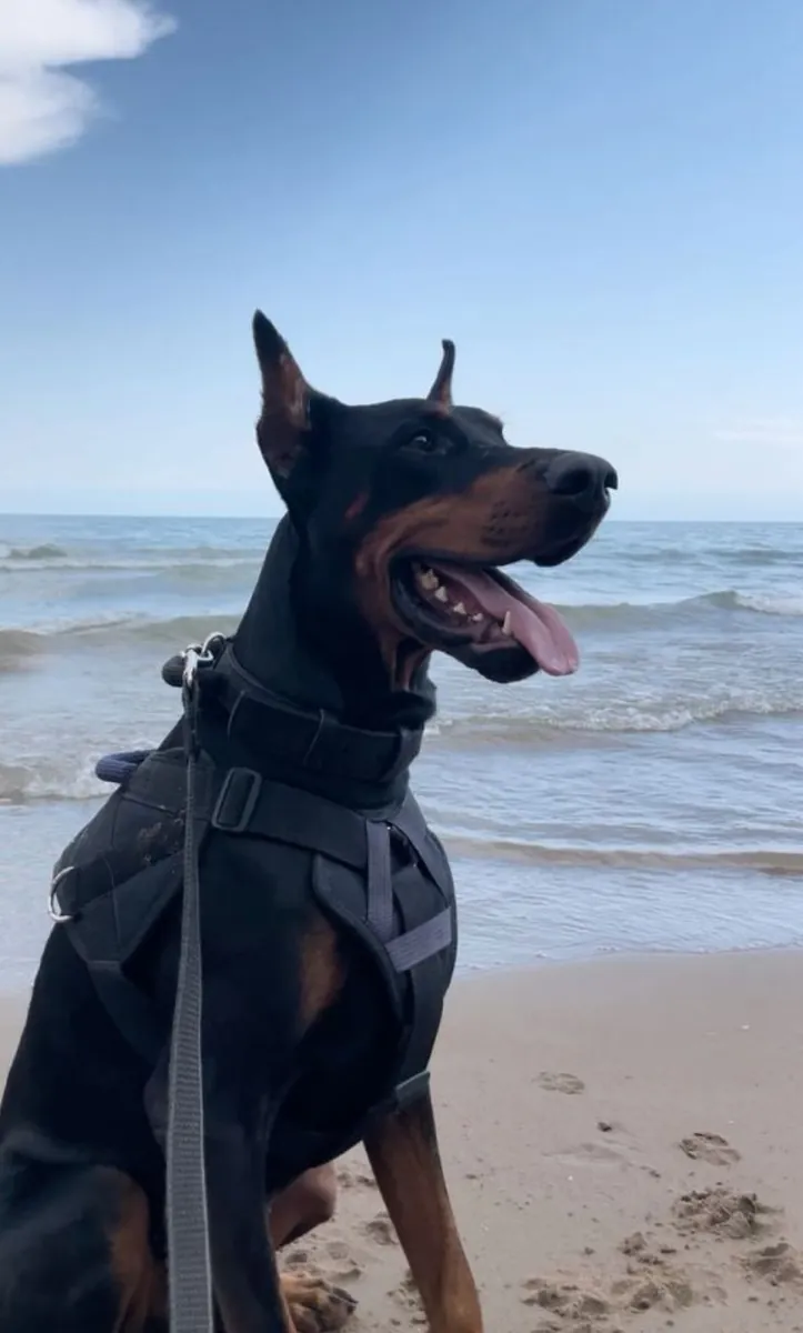 急需寻找走失的杜宾犬主人