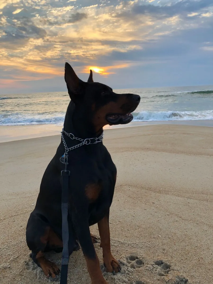 急需寻找走失的杜宾犬主人