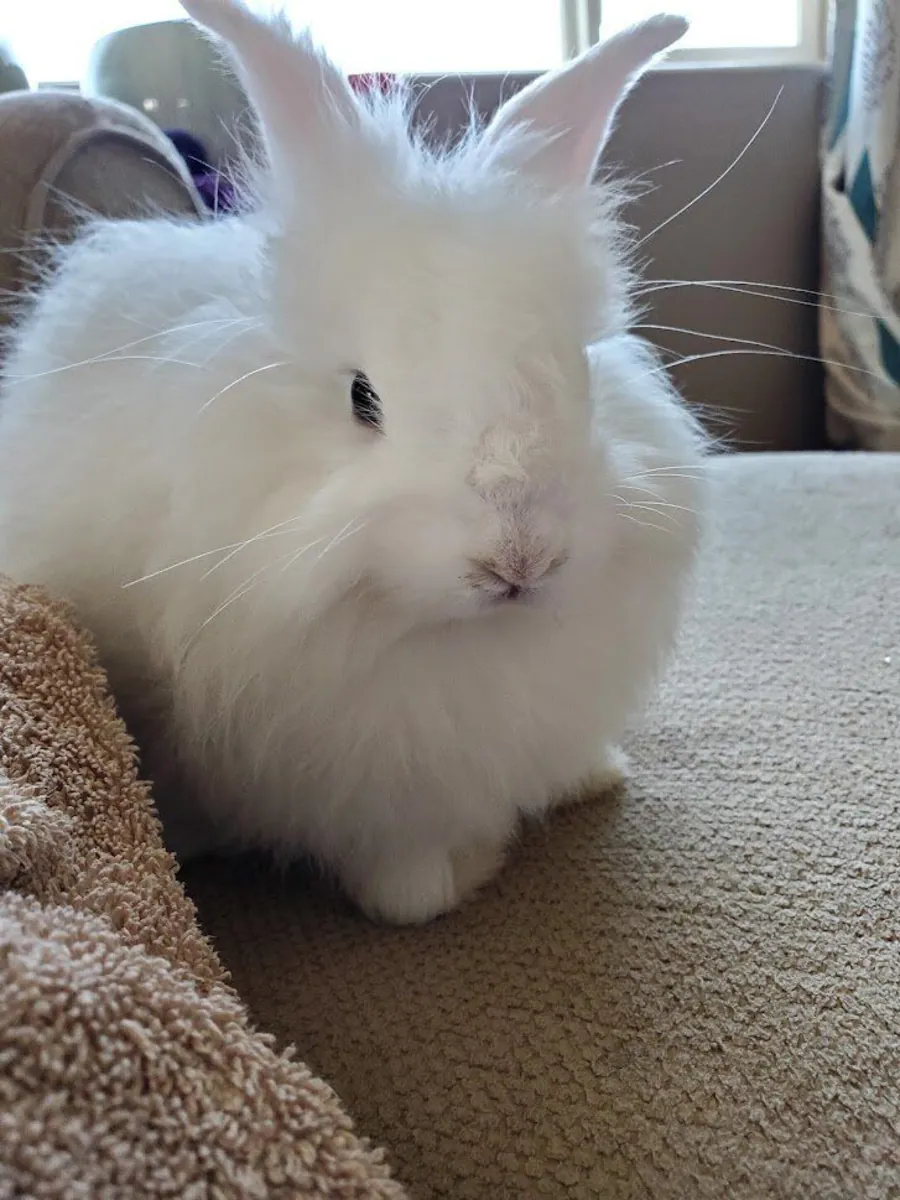走失的安哥拉兔——如有发现请帮忙！