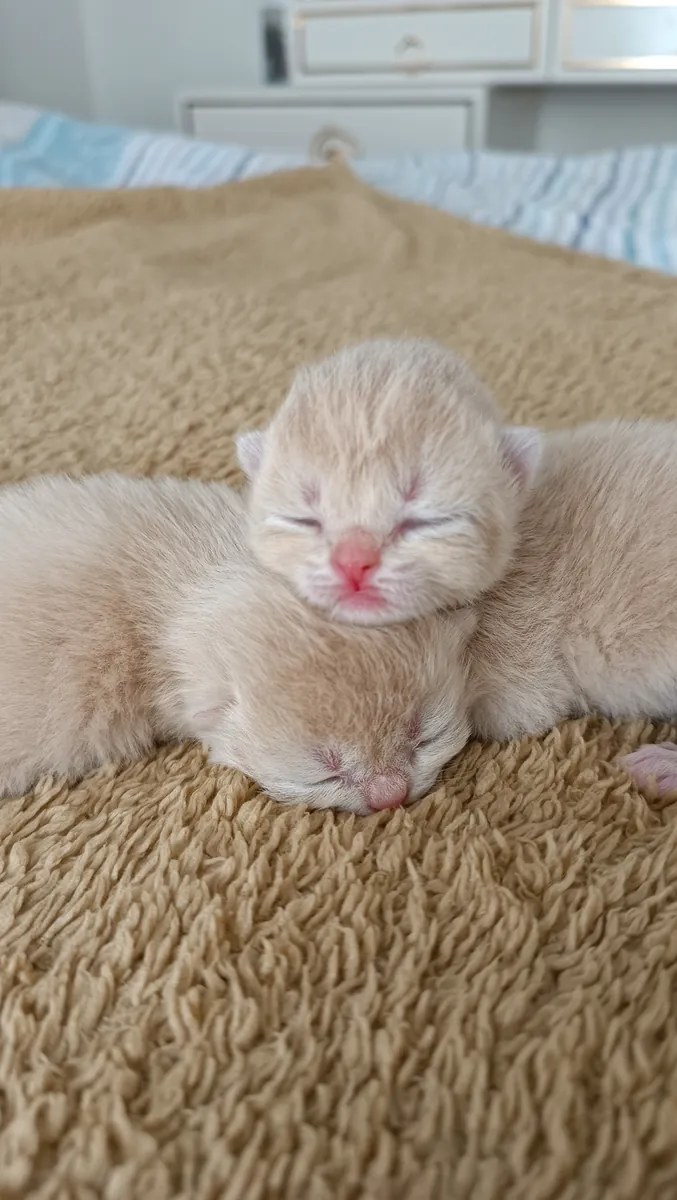 Couleur spéciale Chocolat Doré