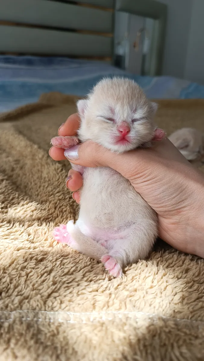 Couleur spéciale Chocolat Doré