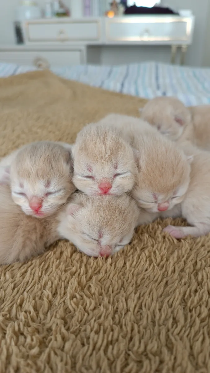 Couleur spéciale Chocolat Doré